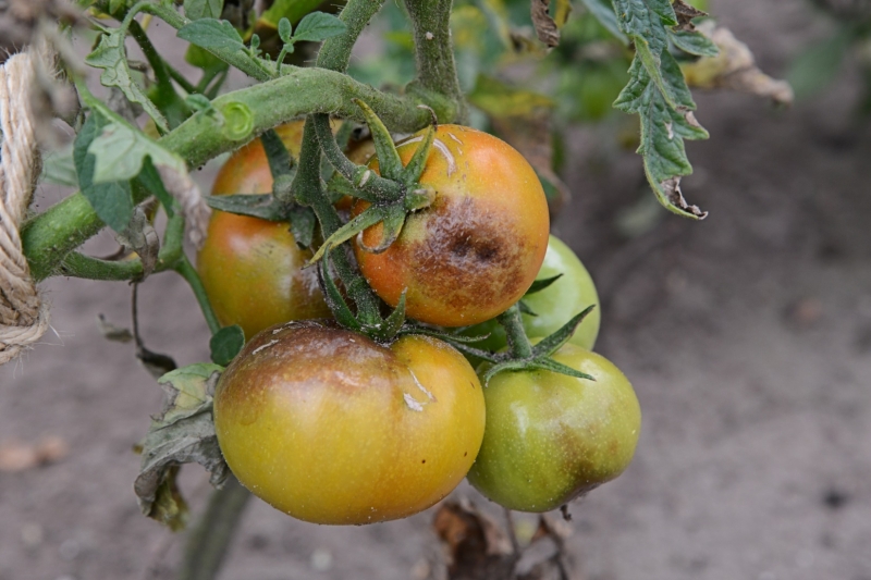 Как медная проволока предотвращает фитофтороз на помидорах