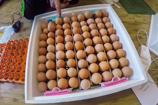 Как помыть яйца перед тем, как поместить их в инкубатор?