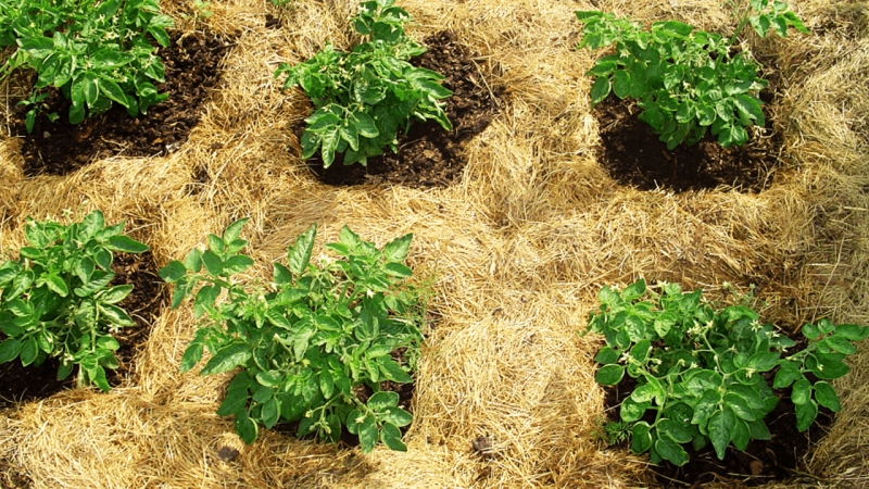 Как вырастить урожай картофеля на сотке как на пяти