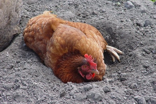 Как обнаружить и уничтожить пероедов у кур?