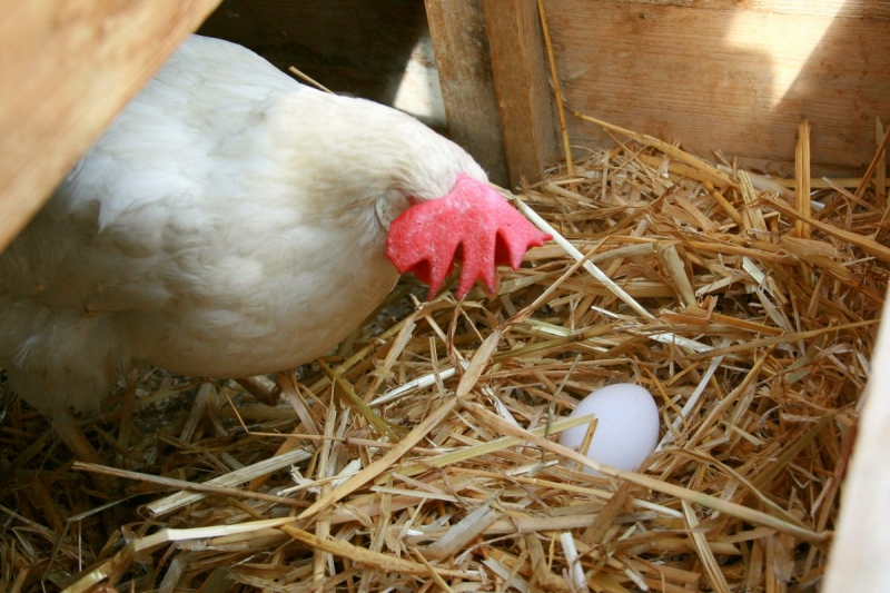 Как отучить цыплят от клевания яиц в гнезде - простой способ