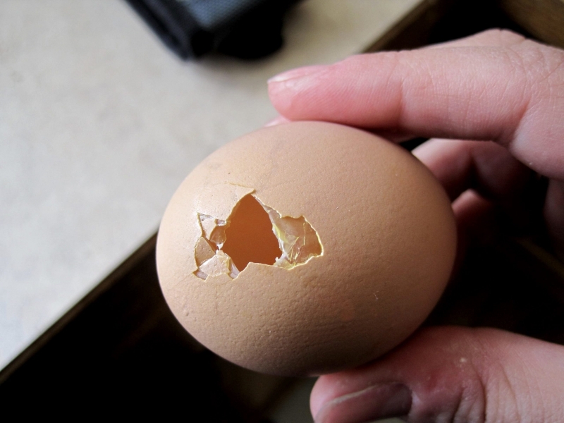 Как отучить цыплят от клевания яиц в гнезде - простой способ