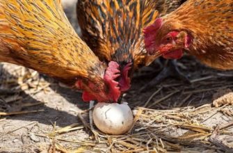 Как отучить кур клевать свои яйца в гнезде простой способ