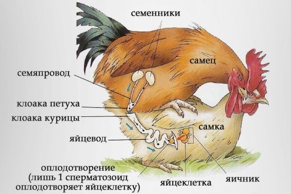 Как петухи оплодотворяют куриц: тонкости процесса