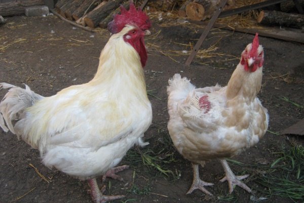 Как петухи удобряют цыплят: сложность процесса