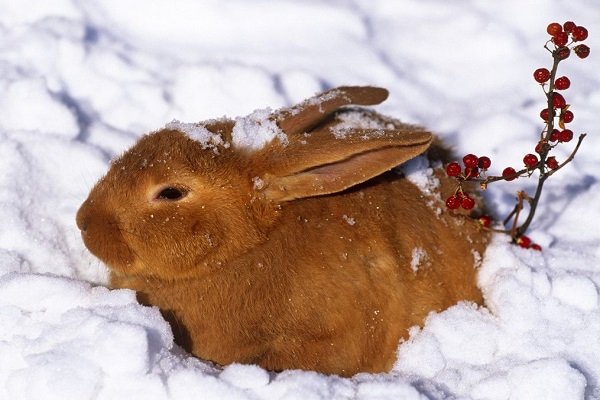 Как понять, что кролики замёрзли, и что делать?