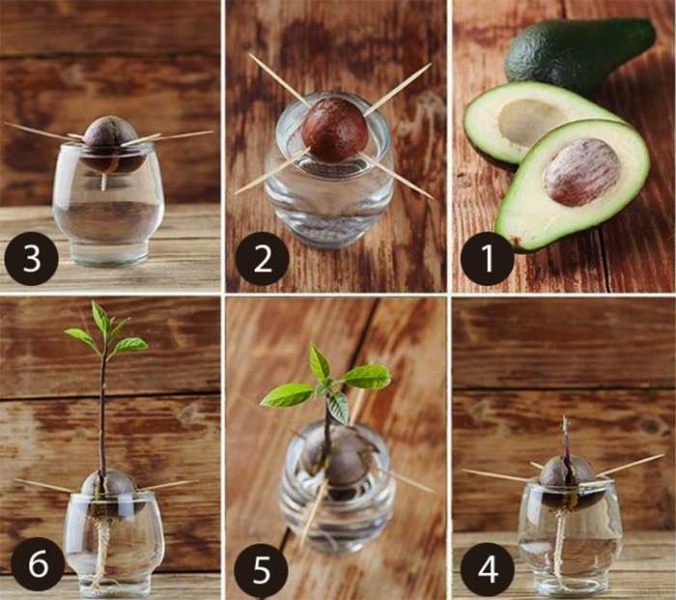 Как посадить авокадо в домашних условиях