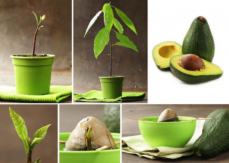 Как посадить авокадо в домашних условиях