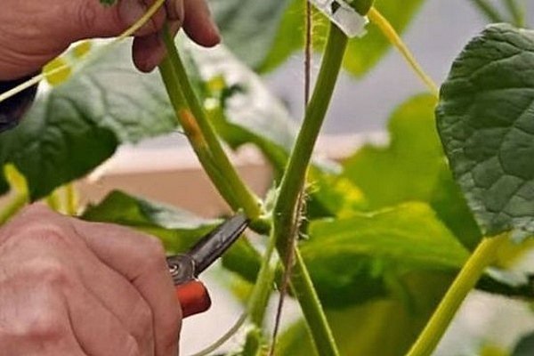 Как сажать и выращивать арбуз на открытом воздухе?