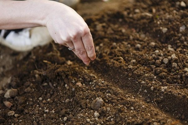 Как сажать и выращивать брюссельскую капусту? Его характеристики и агротехника