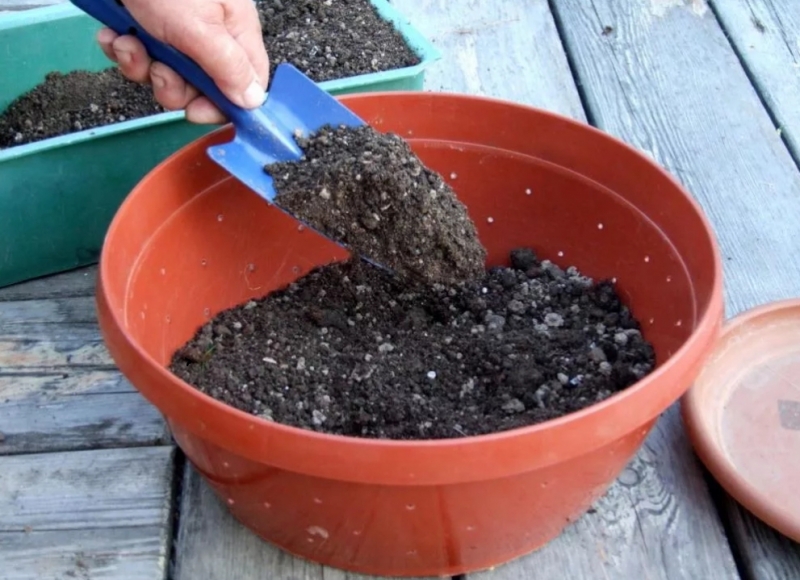 Как правильно сажать рассаду лука-порея