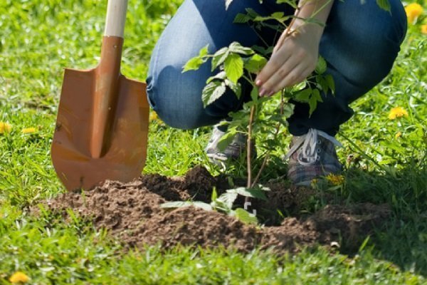 Как сажать малину весной: советы начинающим садоводам