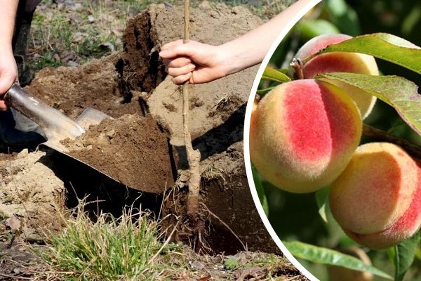 Как посадить персик в весенний период?