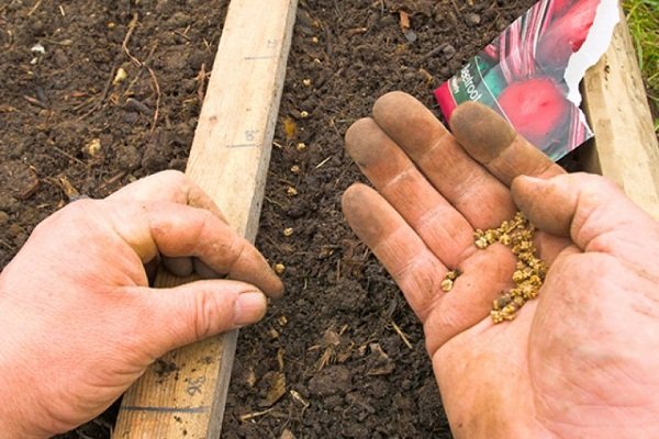 Как посадить свеклу весной в открытый грунт и на рассаду?