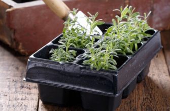 Как посеять лаванду семенами на рассаду в домашних условиях
