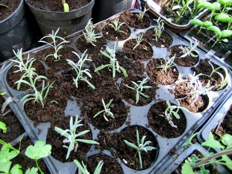 Как посеять семена лаванды на рассаду в помещении