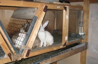 Как построить клетку для кроликов своими руками? Пошаговое руководство
