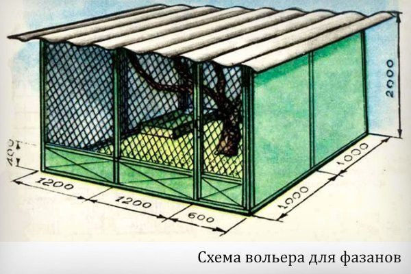 Как самому построить вольер для фазана? Пошаговые инструкции и советы