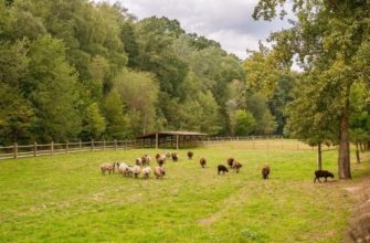 Как построить загон для овец: особенности конструкции и возведения