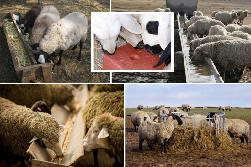 Как построить овчарню: особенности конструкции и строительства