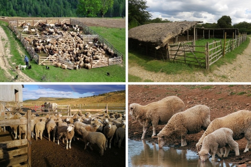 Как построить овчарню: особенности конструкции и строительства