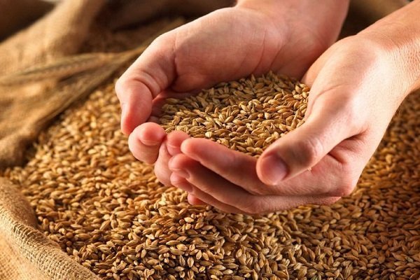 Как правильно хранить собранный урожай пшеницы?