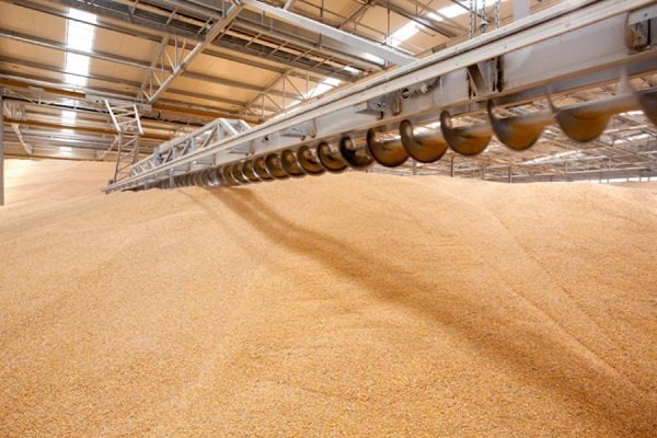 Как правильно хранить собранный зерновой урожай?