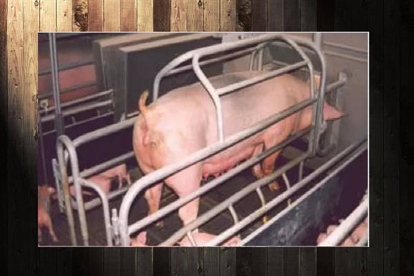 Как правильно искусственно осеменять свиней?