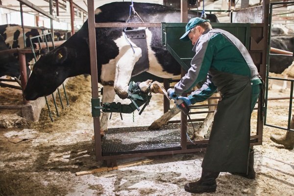 Как правильно подстричь копыта коров?