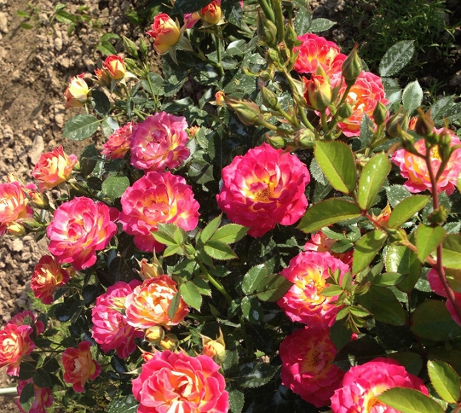 Как правильно обрезать розы на зиму: разный подход к разным сортам роз
