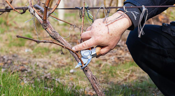 Как правильно обрезать виноград на зиму: от теории к практике