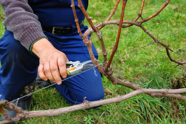 Как правильно обрезать виноград на зиму: от теории к практике