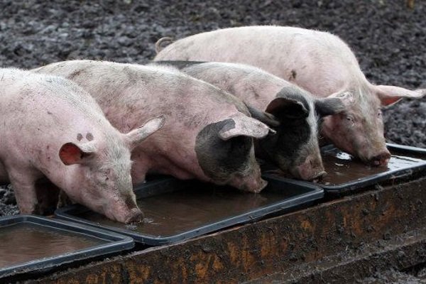 Как правильно кормить свиней на мясо?