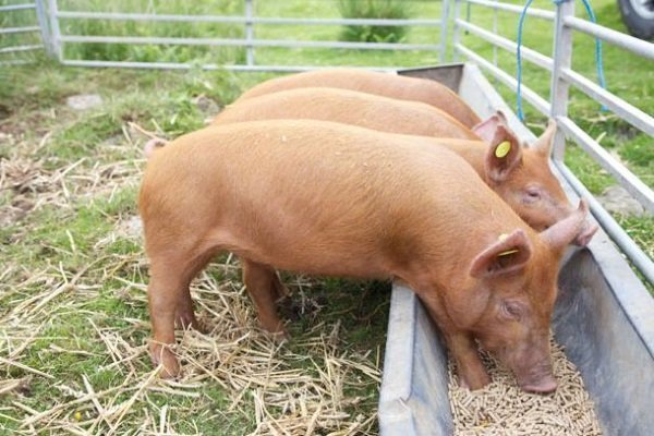Как правильно кормить свиней на мясо?