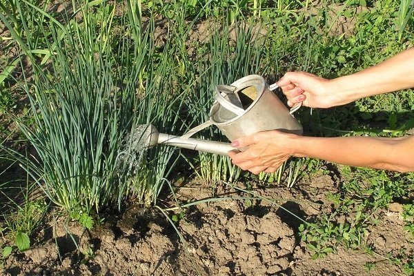 Как правильно поливать лук?