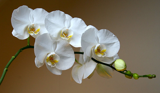 Как правильно поливать орхидею в домашних условиях: правильная технология полива