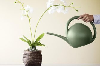 Как правильно поливать орхидею в домашних условиях: технология правильного полива