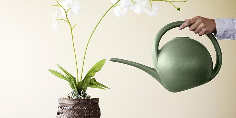 Как правильно поливать орхидею в домашних условиях: технология правильного полива