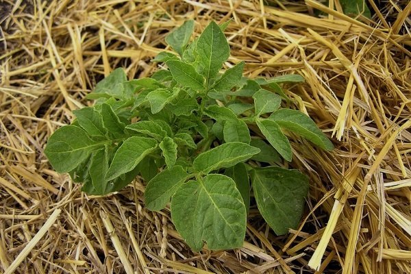 Как правильно сажать и выращивать картофель под соломой или сеном?