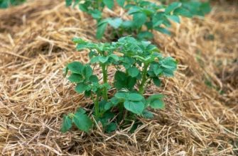 Как правильно посадить и вырастить картофель под соломой или сеном?
