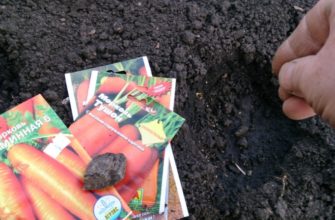 Как правильно посадить морковь весной в открытый грунт