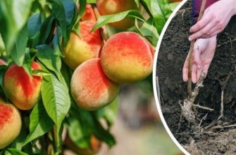 Как правильно посадить персик осенью: пошаговая инструкция