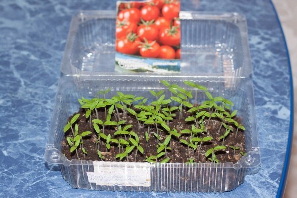 Как правильно проращивать семена томатов на рассаду?