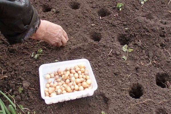 Как правильно сажать и выращивать лук Центурион?