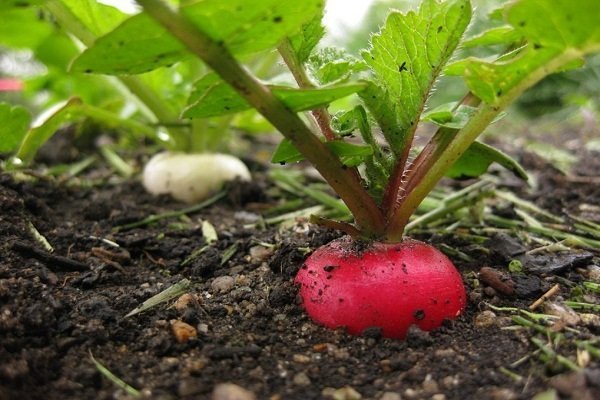 Как правильно сажать и выращивать редис в открытом грунте?