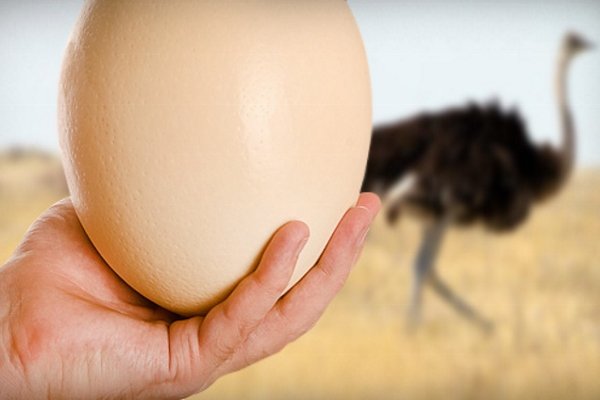 Как правильно собирать и хранить яйца страусов?