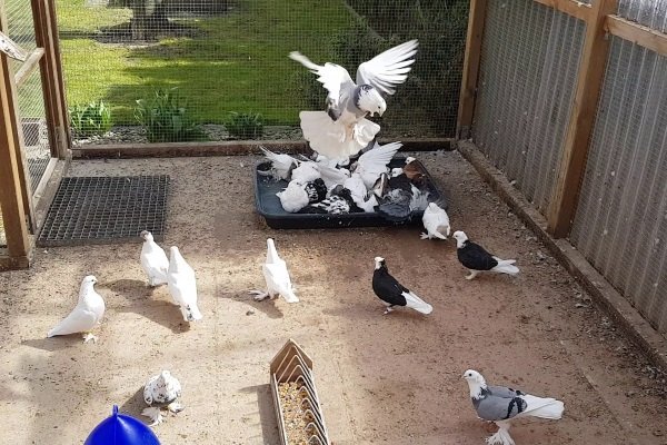 Как правильно содержать голубей дома?