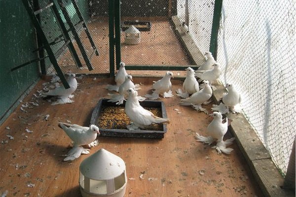 Как правильно содержать голубей дома?