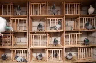 Как правильно содержать голубей в домашних условиях?