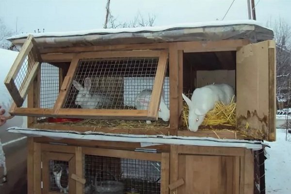 Как правильно содержать кроликов в зимний период?